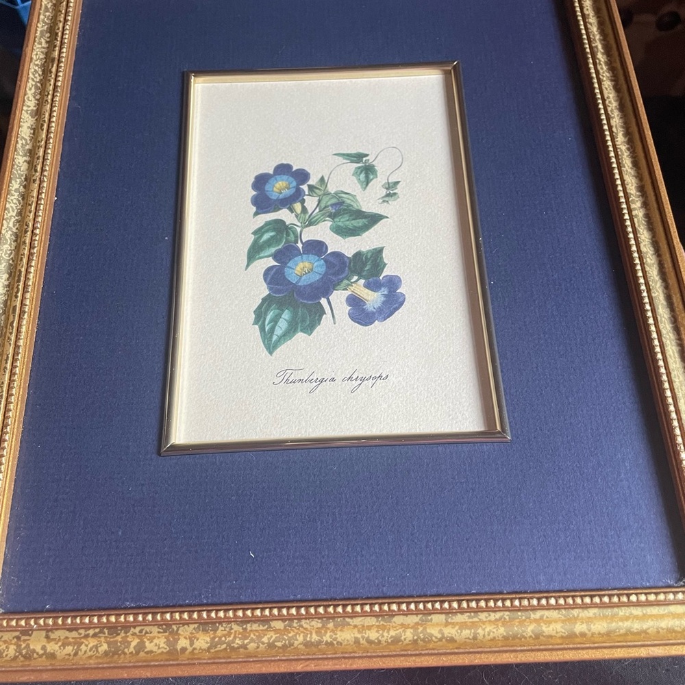 Framed Lithograph Botanical Art Print, Blue Flowers
Professional Matt/Framed